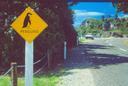 Penguin Crossing along the South Islands west coast.